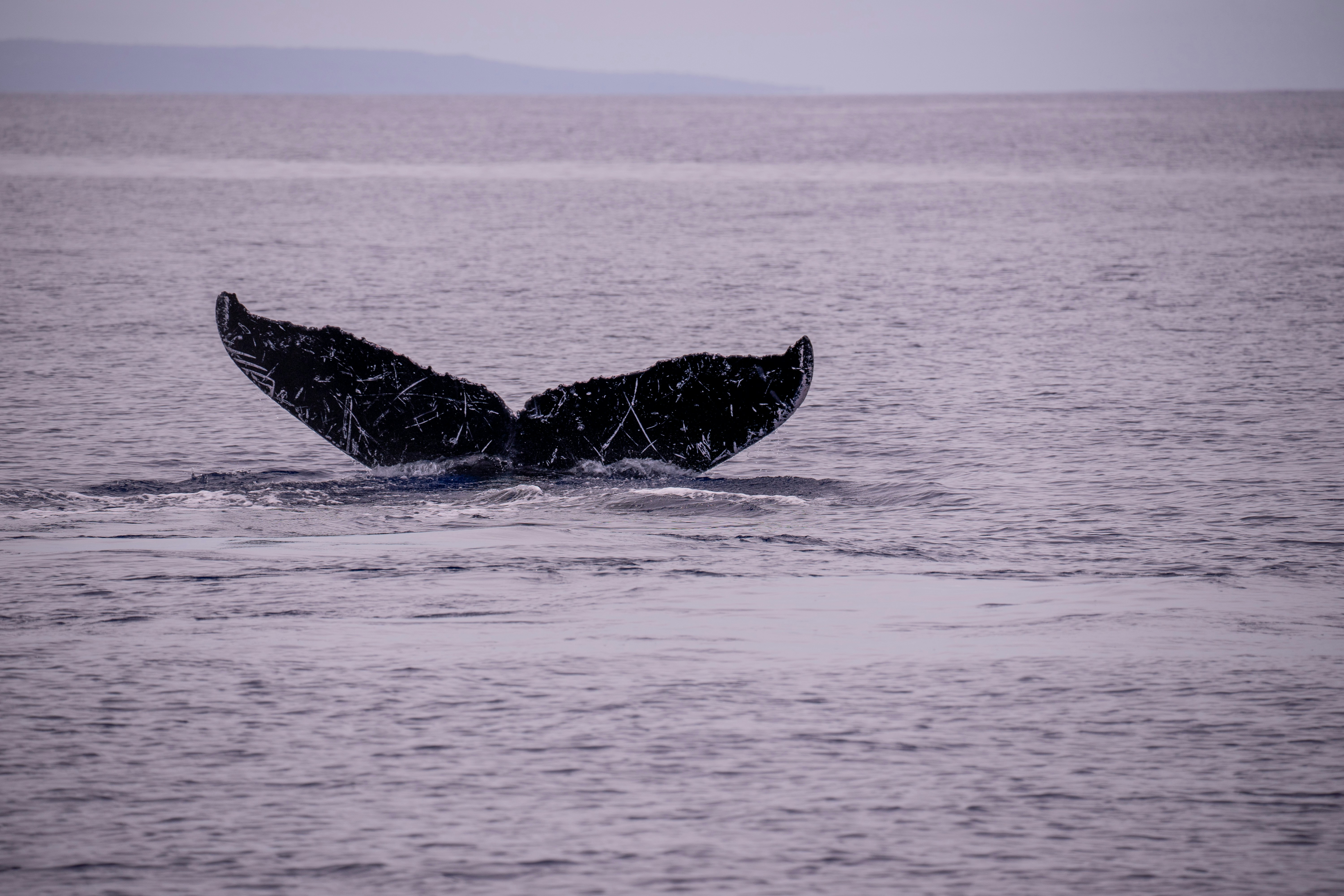 antarctica wildlife