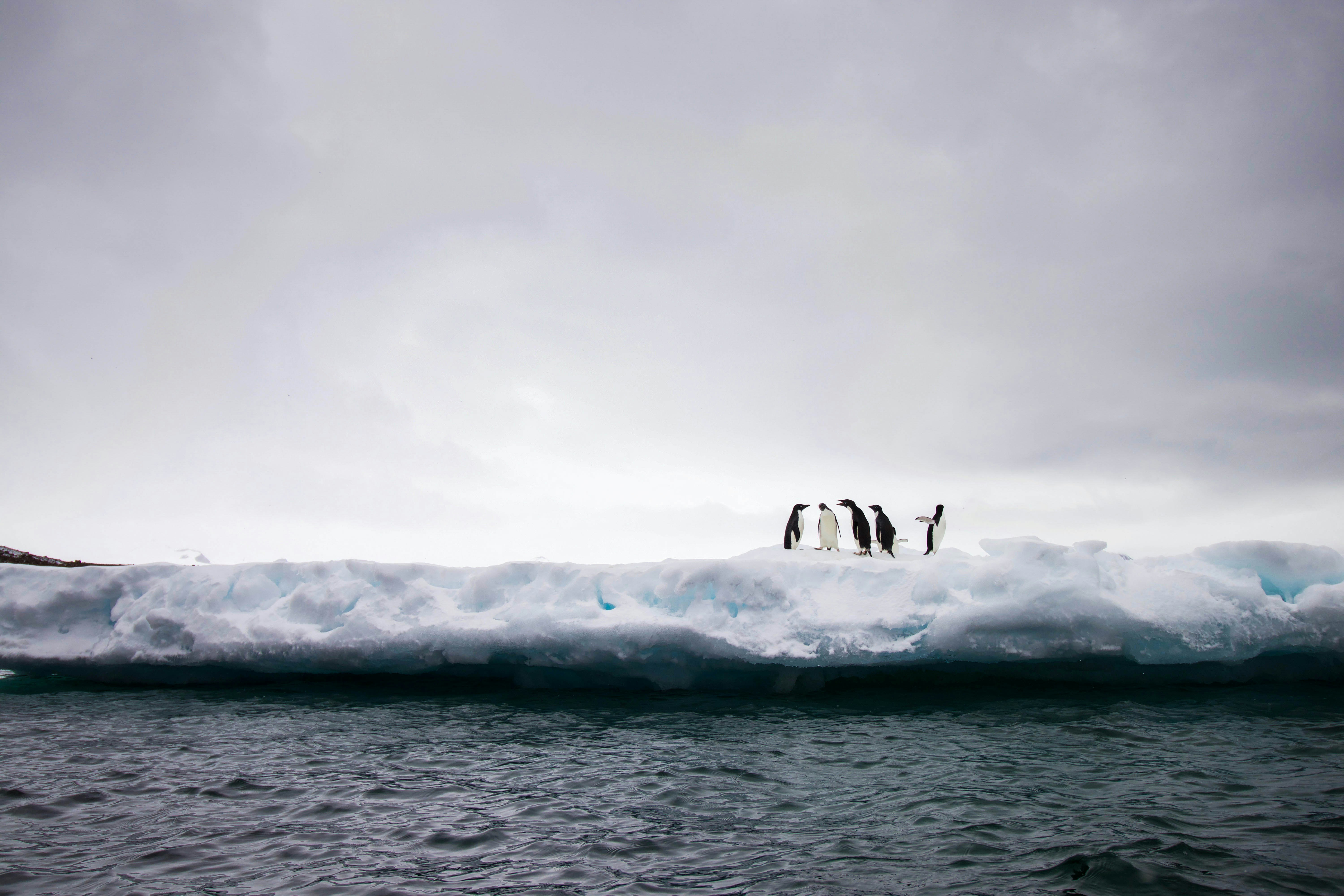 antarctica